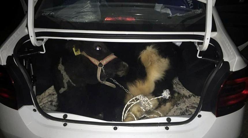 Otomobilin bagajından &ccedil;alıntı buzağı &ccedil;ıktı