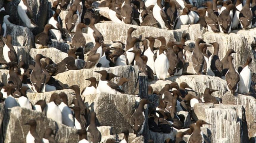 20 bin kuş 'gizemli bir şekilde' &ouml;ld&uuml;