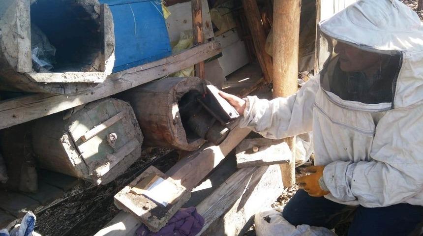 Paraziter hastalıklar y&uuml;z&uuml;nden kara kovanlardaki on binlerce arı telef oldu