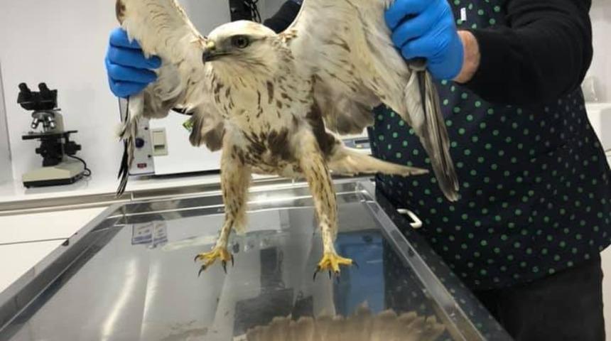 T&uuml;fekle vurulan kartal tedavi altına alındı