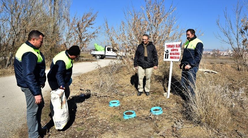 Kırsal alanda k&ouml;pek besleme noktaları oluşturuluyor