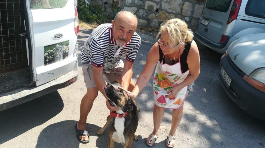 Fo&ccedil;a&rsquo;da hayvanlar i&ccedil;in yoğun mesai