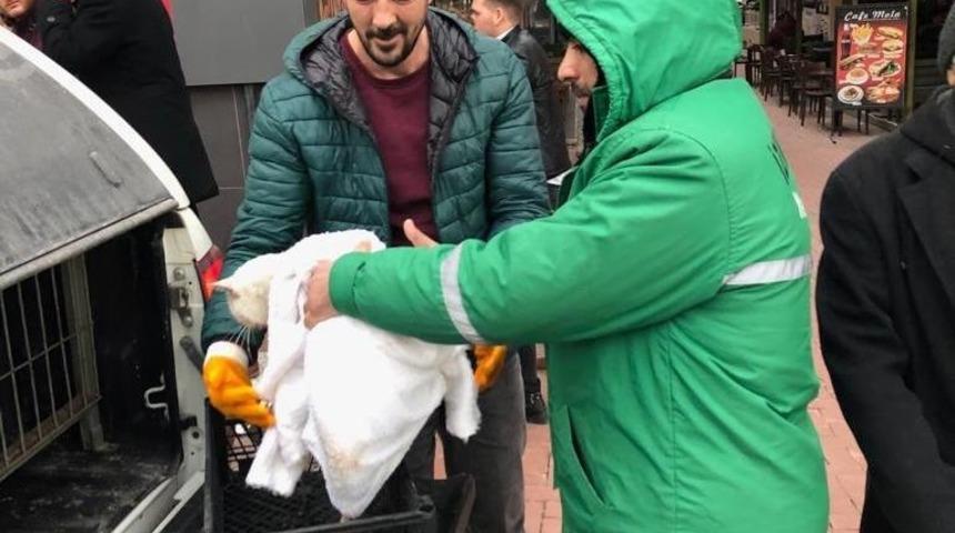 Yaralı hayvanların imdadına zabıta yetişti