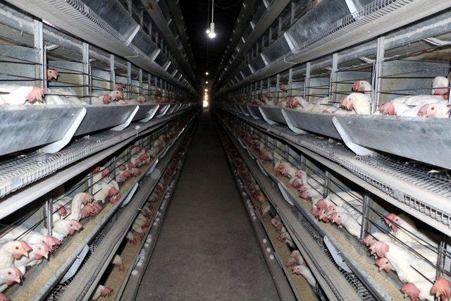Adana Veteriner Hekimler Odası Başkanı: Yerli tavuk firmaları desteklenmeli