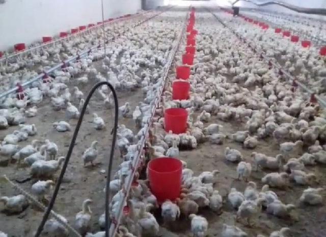 Adana Veteriner Hekimler Odası Başkanı: Yerli tavuk firmaları desteklenmeli