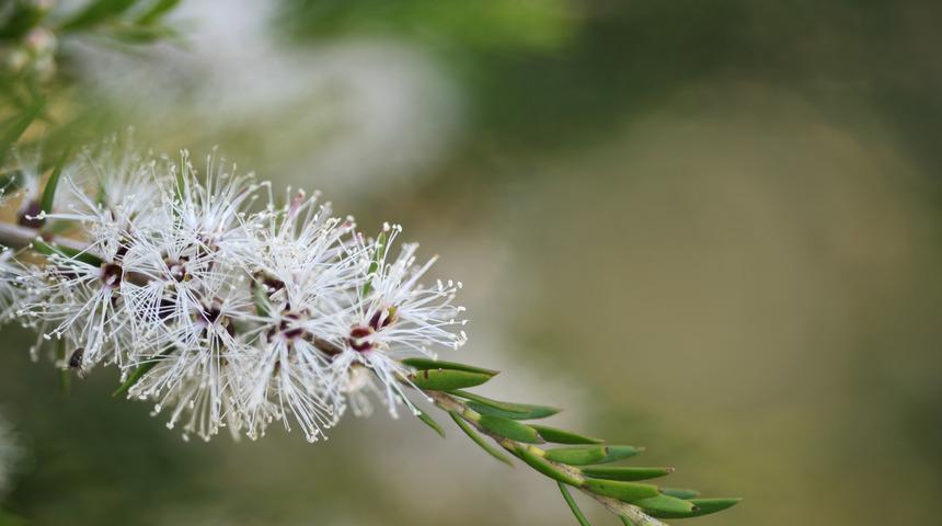 Henüz denemediğiniz doğal sivilce ilacı! İşte çay ağacı yağıyla gelen kesin çözüm