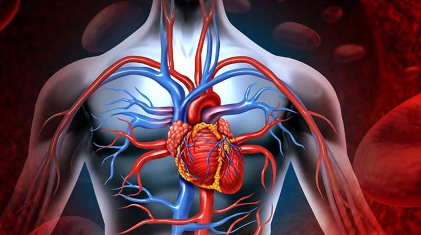 Damarlar hakkında 10 önemli bilgi