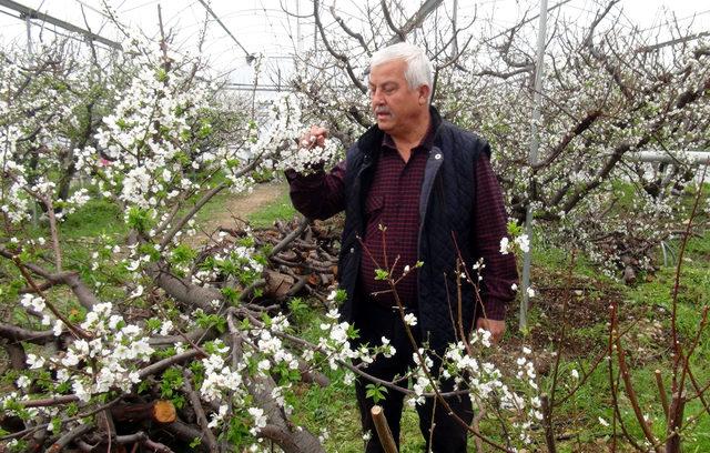 Silifke'de örtü altı erik ağaçları çiçek açtı