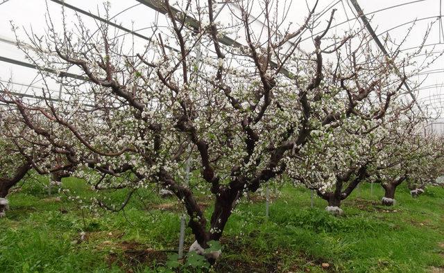 Silifke'de örtü altı erik ağaçları çiçek açtı