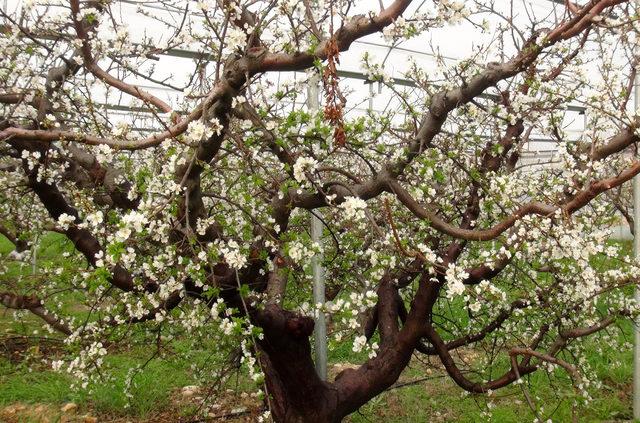 Silifke'de örtü altı erik ağaçları çiçek açtı