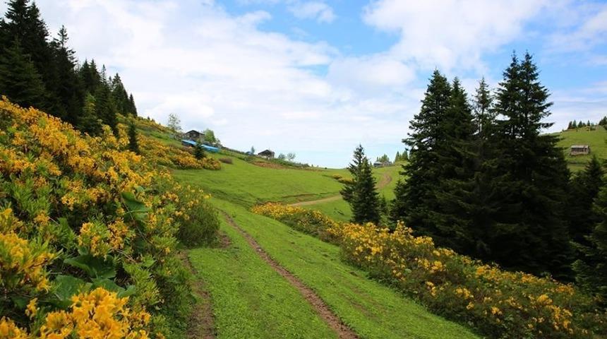 Ordu&rsquo;da bal ormanı 7&rsquo;ye ulaştı
