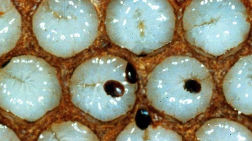 Samsun'da  'Varroa' alarmı! Arı ölümler yüzde 40'a yükseldi