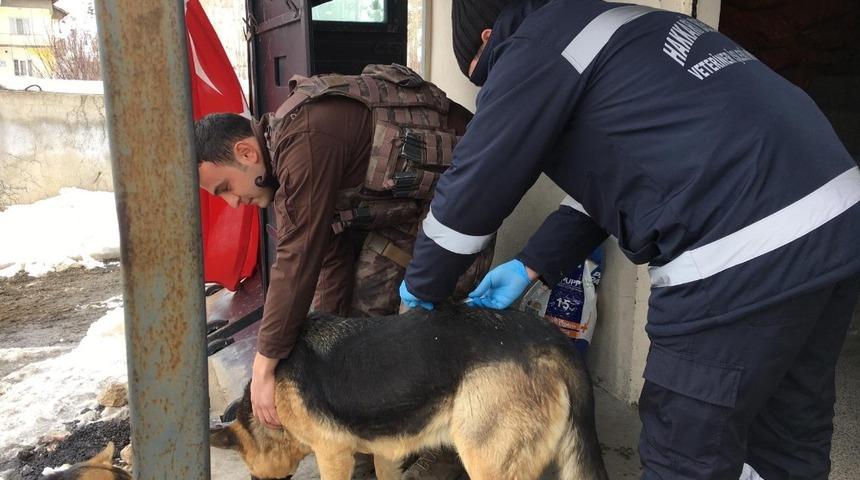 Hakkari&rsquo;de sokak hayvanlarına kuduz aşısı