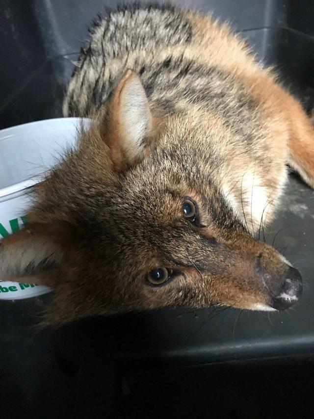 Yaralı &ccedil;akal, tedaviye alındı 1