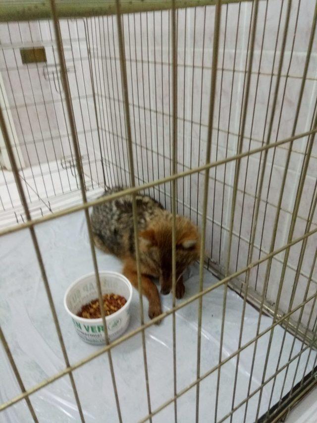 Yaralı &ccedil;akal, tedaviye alındı 2