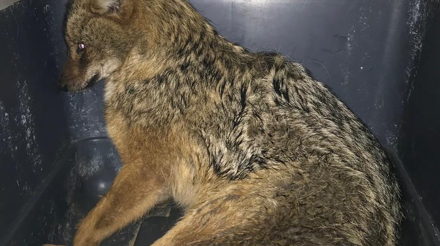 Yaralı &ccedil;akal, tedaviye alındı