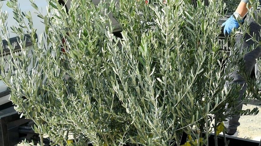 Aydın&rsquo;da 132 bin fidan toprakla buluşuyor