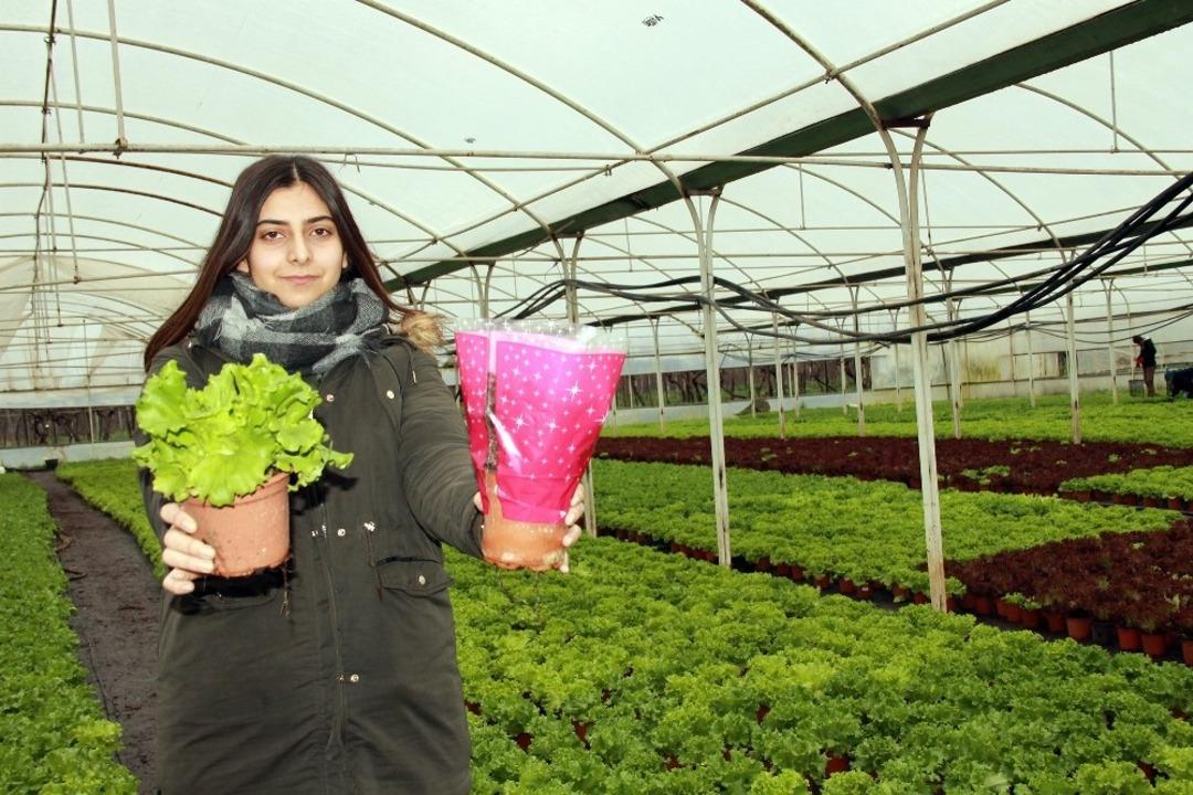 Kıvırcık saksıya girdi