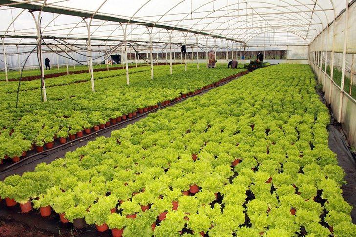 Kıvırcık saksıya girdi G3