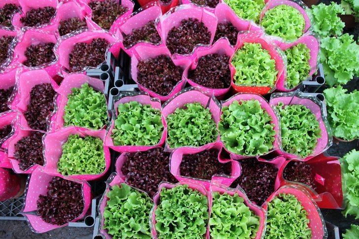 Kıvırcık saksıya girdi G4