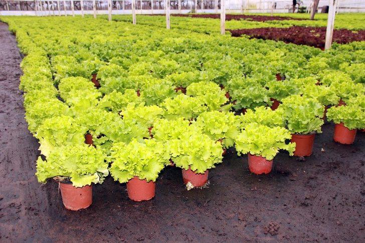 Kıvırcık saksıya girdi G5