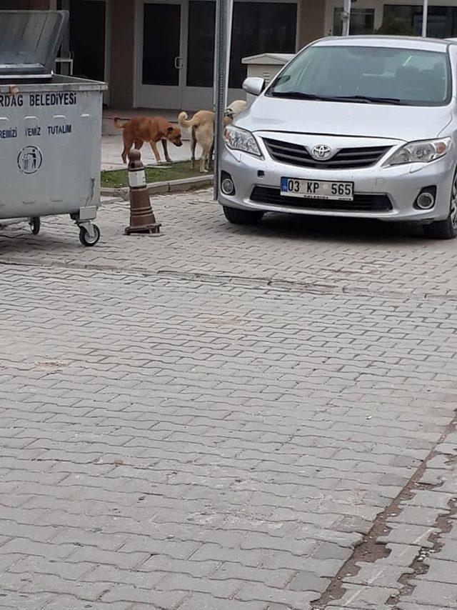 O ilçede başıboş köpek tedirginliği