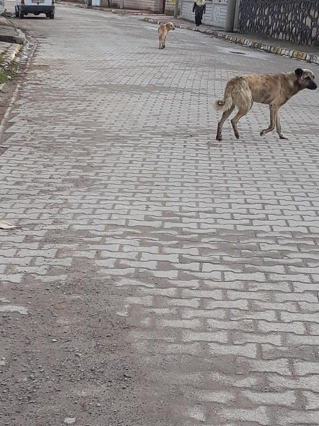 O ilçede başıboş köpek tedirginliği