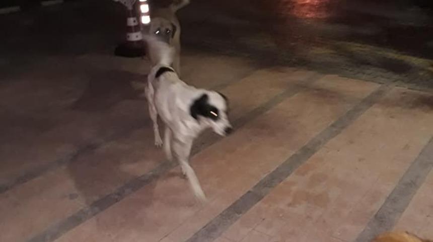 O ilçede başıboş köpek tedirginliği