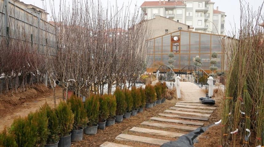 Meyve ve ceviz fidan satışları başladı