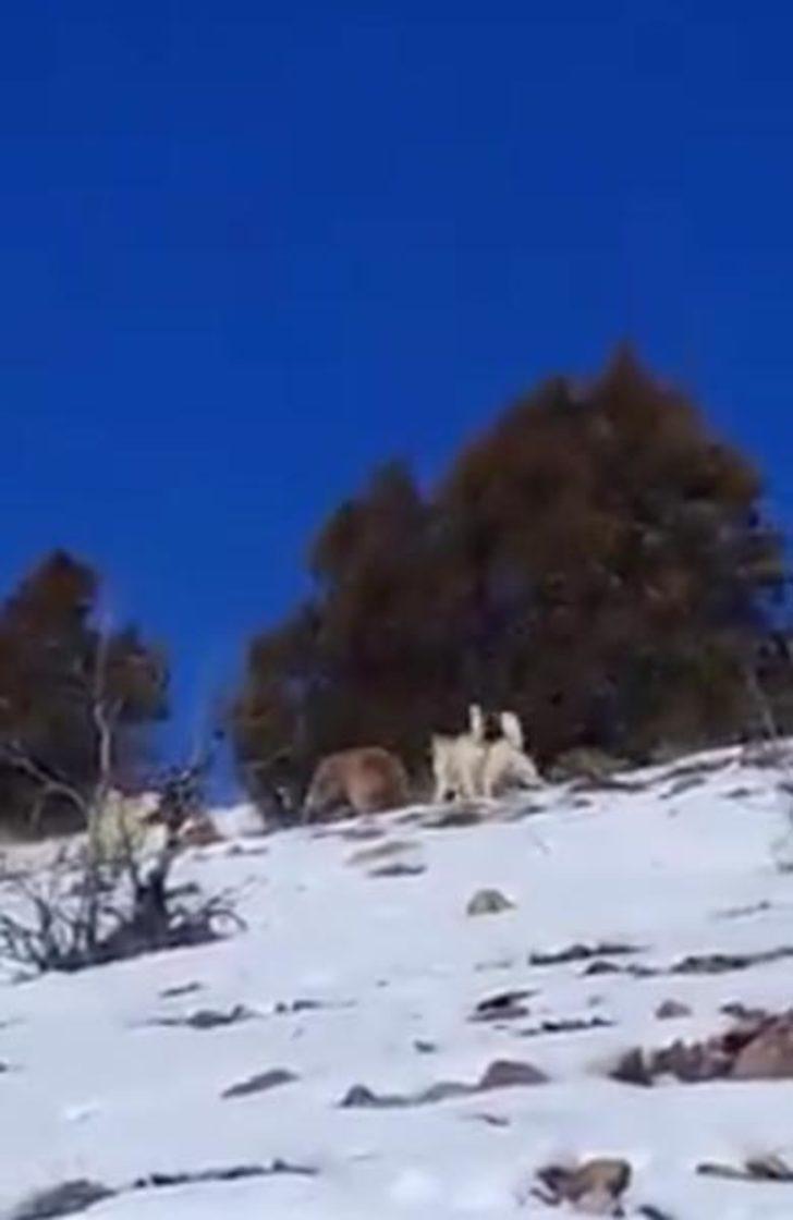 Ayı saldırısından son anda kurtulan 2 avcı, inde sürprizle karşılaştı G1