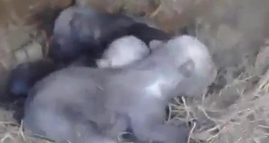 Ayı saldırısından son anda kurtulan 2 avcı, inde s&uuml;rprizle karşılaştı