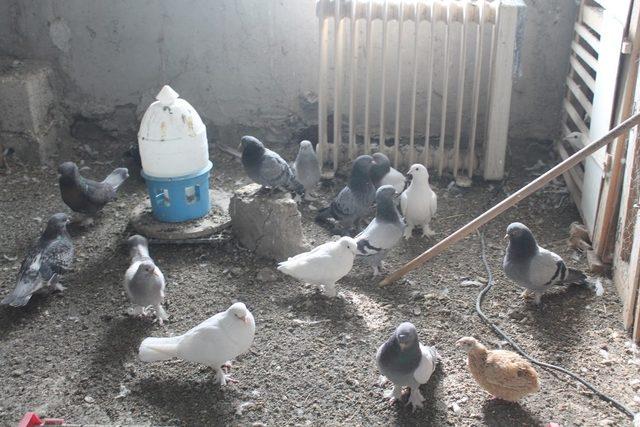 Ağrı’da güvercinlerini soğuktan elektrikli sobalarla koruyorlar