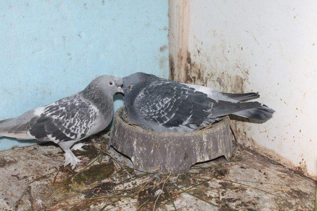 Ağrı’da güvercinlerini soğuktan elektrikli sobalarla koruyorlar