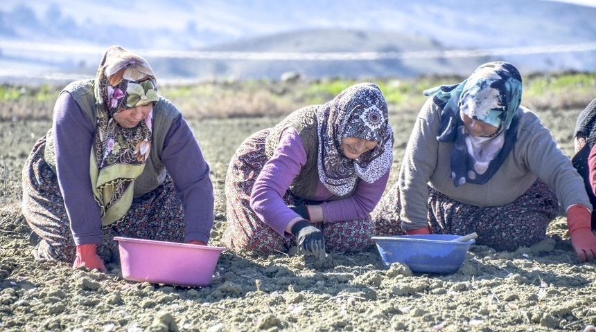 Sarımsak iş&ccedil;ilerinin yevmiye &uuml;cretleri belli oldu