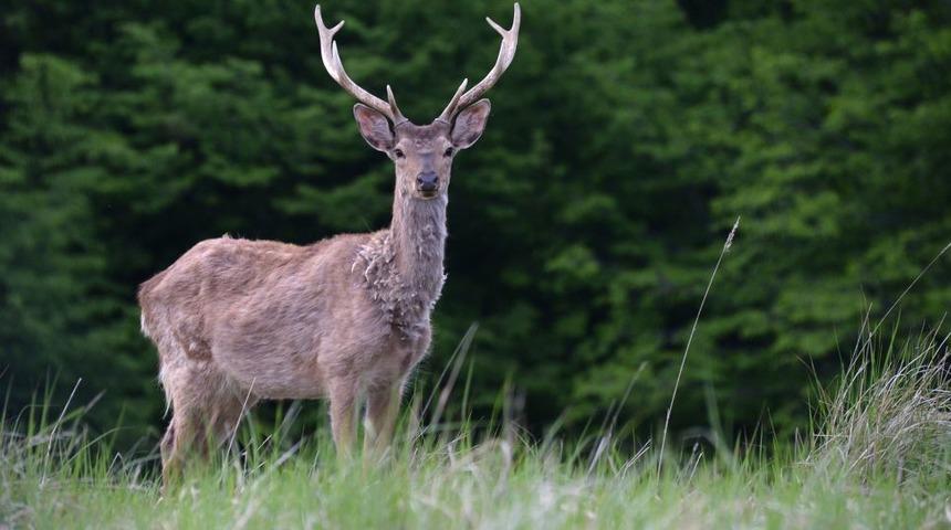 ABD'de vahşi doğada ortaya &ccedil;ıktı: Geyikleri zombiye d&ouml;n&uuml;şt&uuml;r&uuml;yor!