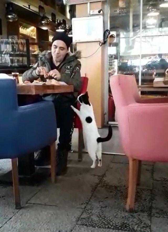 Acıkan kedi, pastanedeki m&uuml;şteriden b&ouml;yle yiyecek istedi 4