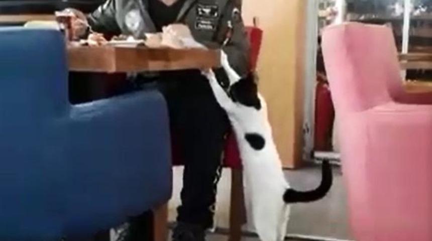 Acıkan kedi, pastanedeki m&uuml;şteriden b&ouml;yle yiyecek istedi