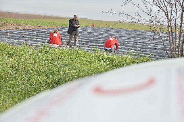 Kızılay'ın Suriye sınırında kurduğu serada ürün hasadına başlandı
