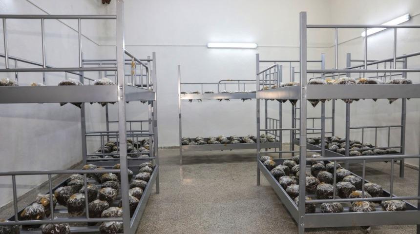 Ziraat Fak&uuml;ltesi b&uuml;nyesinde mantar &uuml;retimine başlandı