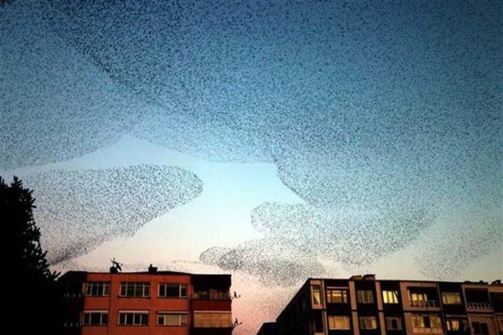 Kırklareli'nde şaşırtan görüntü... İzleyenler hayran kaldı  G2