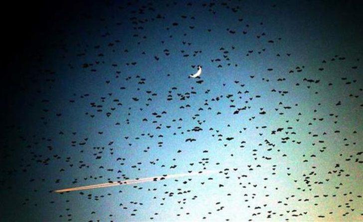 Kırklareli'nde şaşırtan görüntü... İzleyenler hayran kaldı  G4