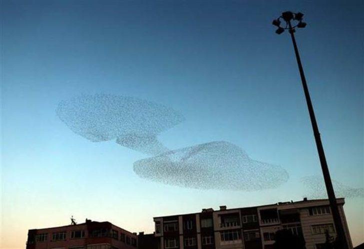 Kırklareli'nde şaşırtan görüntü... İzleyenler hayran kaldı  G5