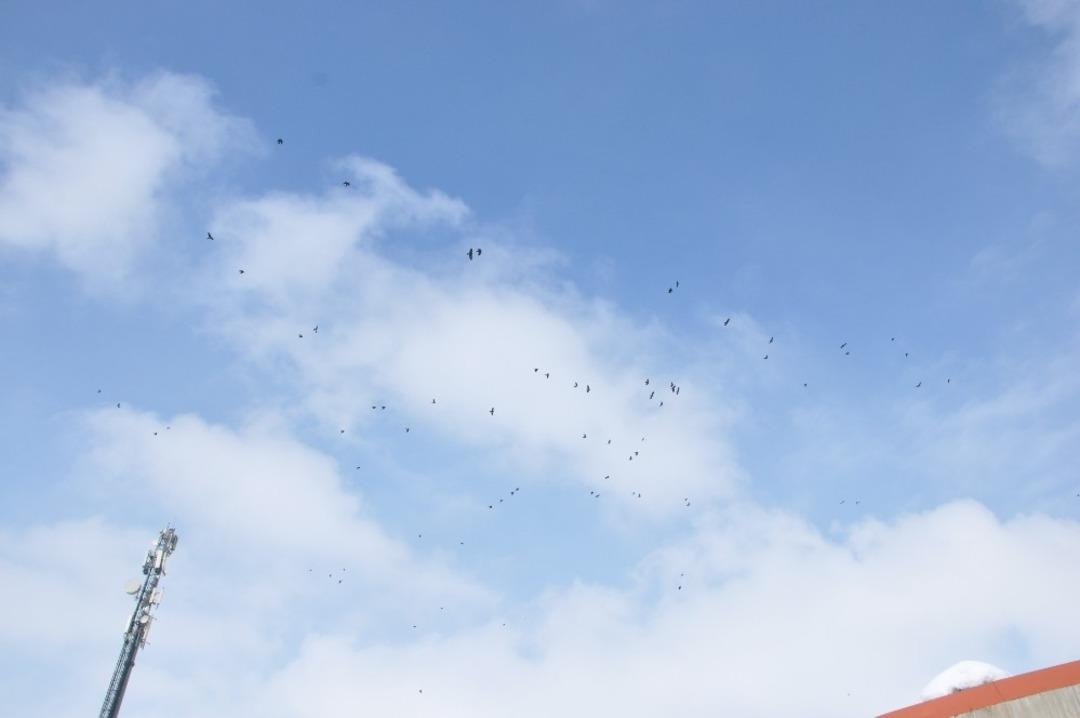 Sığırcık kuşlarından g&ouml;rsel ş&ouml;len