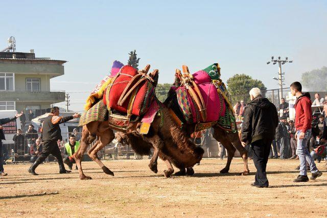 Umurbey de deve g&uuml;reşlerine yoğun ilgi 1