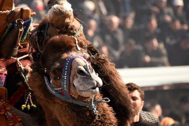 Umurbey de deve g&uuml;reşlerine yoğun ilgi 2