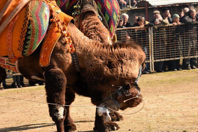 Umurbey de deve g&uuml;reşlerine yoğun ilgi 3