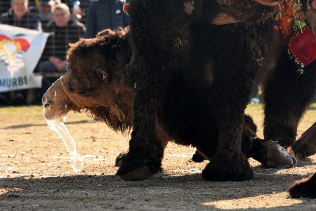 Umurbey de deve g&uuml;reşlerine yoğun ilgi 4