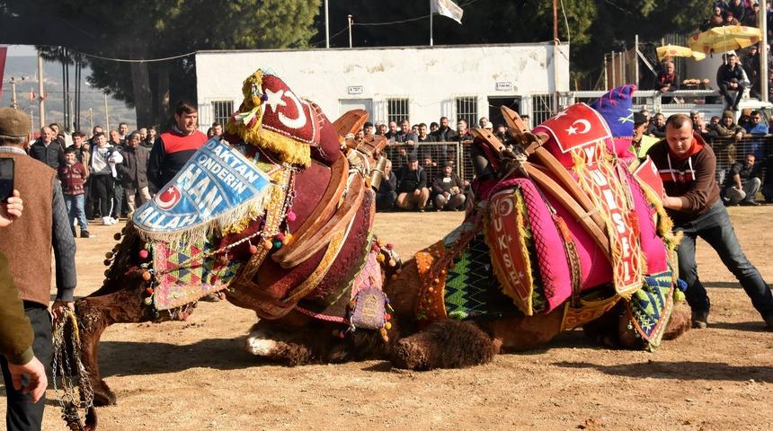 Umurbey'de deve g&uuml;reşlerine yoğun ilgi