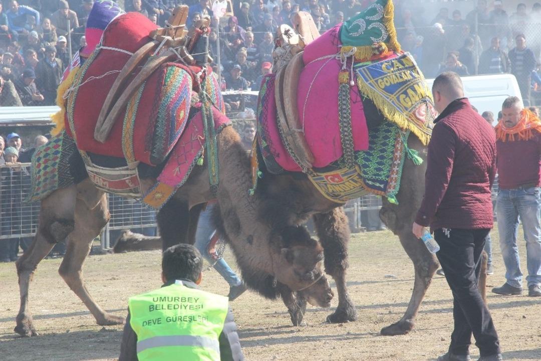 Umurbey Deve G&uuml;reşleri nefes kesti