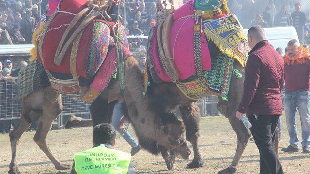 Umurbey Deve Güreşleri nefes kesti